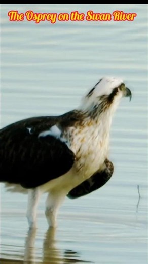Osprey Flight Swan River #birds