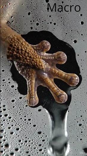 Macro photography of a frog with sound #macro