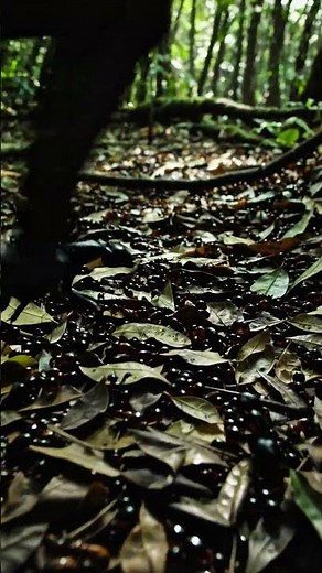 Exploding Ants: Nature’s Suicide Bombers #animation