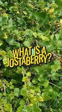 What is a Jostaberry?