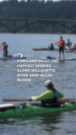 16K views · 127 reactions | Dozens spent Sunday morning picking berries on Ross Island in the Willamette River, which could end if the toxic algae blooms each year aren't stopped. Find the full story on the FOX 12 app. | FOX 12 Oregon | Facebook