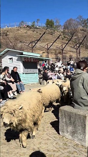 2026 南投 清境農場 綿羊秀 Cingjing Farm Sheep Show @ 南投 清境 #shorts