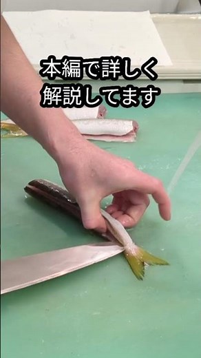 カマス、炙ったら劇変しました🔥#shorts #カマス #炙り刺身 #魚のさばき方 #shorts #new #howto #fish #料理 #簡単 #おすすめ #釣り