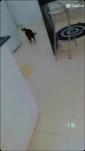 Aline becker no TikTok