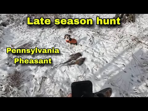 Pennsylvania Late Season Pheasant hunting