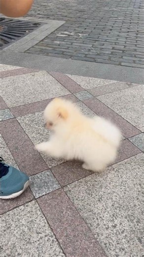 Playful Puppy ❤️ Pure Happiness