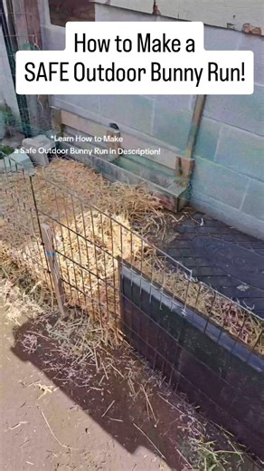 Tabbie- Joy Journeys on Instagram: "Quick Guide: How to Make an Outdoor Bunny Run Safe 1️⃣ Fully Enclosed Cover all sides — top, bottom, and walls — to protect from predators. Be aware of what types of predators you have in your area/yard. Some places simple bird netting on top, work. Others, need wire such as hardware cloth. 2️⃣ Dig-Proof the Perimeter Bury wire 6–12", add bricks/pavers, or use a solid frame so rabbits (and predators) can’t dig in or out, or use landscape stakes and secure wire