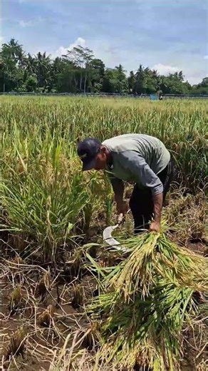 Smart farmers use sophisticated machines to thresh rice seeds -Agriculture farming #shorts