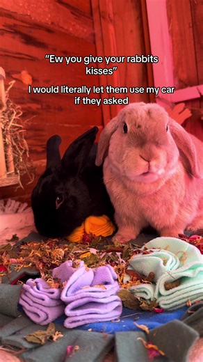 Proper Care for Rabbits: Expert Tips and Insights