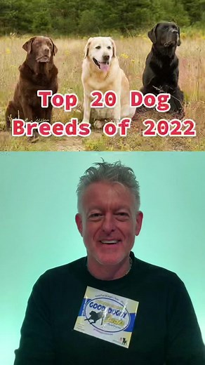 Top 20 Dog Breeds of 2022 - Number 1 Labrador Retriever