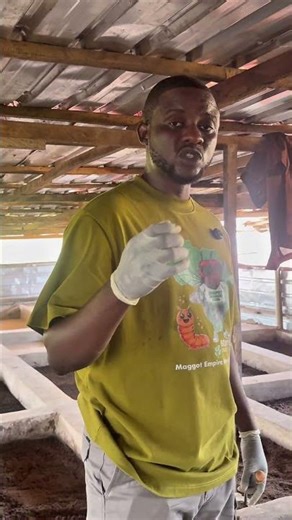 Maggot farming is simple, yet it is logical, which is why you need the knowledge first