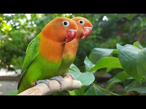 Lovebird Chirping Sounds - Green Opaline Fischer & Dark-Green Opaline Fischer