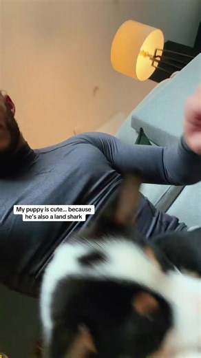 Exciting Update on Our Chaos-Loving Land Shark Corgi