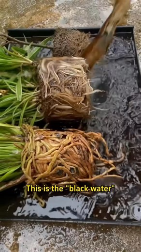 Garden Flowers on Instagram: "How to make black water for growing flowers?"