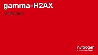 Anti-gamma-H2AX Antibodies | Invitrogen