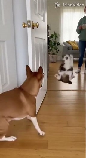 Epic Pet Prank Battle Dog vs Cat! 🤣