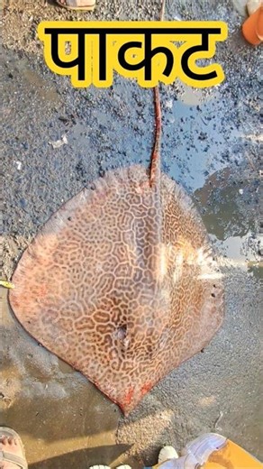 केवढा मोठा पाकट... #stingray #Bigfish #Seafood #Bigstingray #Pakat