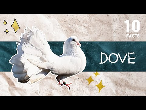 10 Facts About Dove