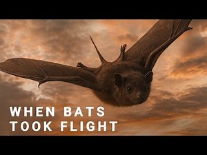 The Evolution of Bats