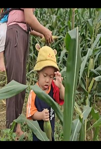 36K views · 340 reactions | Harvesting corn ##harvesting #hardwork #mother #boy | Poor Mother | Facebook