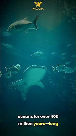 The Truth About Sharks 🦈