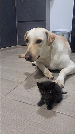 Nico And Polo 🐕❤️‍🔥🐈