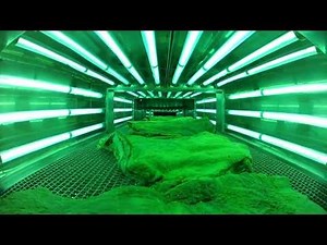 RGF ENVIRONMENTAL GROUP FOOD SANITATION VIDEO