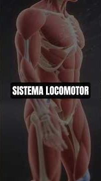 🦴🦾¿Qué es el sistema locomotor? Explicado en 1 minuto - 3D #shorts #viral #cuerpohumano #educación