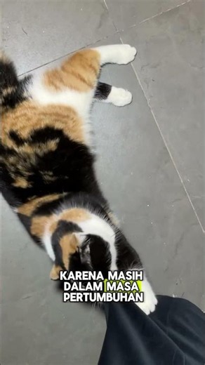 Masih umur 5 bulan, tapi udah berani nyamperin Maine Coon yang badannya jauh lebih gede 🐾#cat