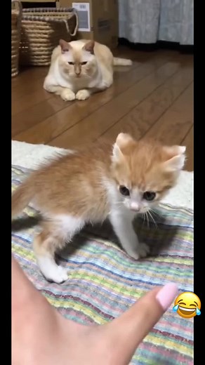 Bé xíu mà đành hanh #cat #mèocon #mèo #catsoftiktok #dễthương