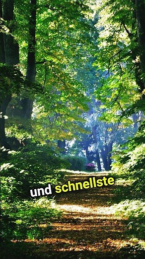 Videos aufnehmen am PC: Der einfachste Weg