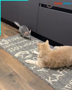 904K views · 15K reactions | Be amazed by the cat running away from the mouse | Don Pets | Facebook