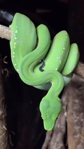 Herping.com on Instagram: "🐍 Meet The Young Green Tree Python 🐍 going through his colour change and using his tail as a lure to try and bring a meal closer. He’ll do this all night every night until he grabs something to eat.. often for weeks at a time. #naturalbehaviour #greentreepython #greenpython #gtp #chondro #morelia #moreliaviridis #viridis #snake #python #chondropython #snakes #snakesofinstagram #snakesofaustralia #reptile #reptilesofaustralia #snakeenclosures #pythonsofinstagram #pyth
