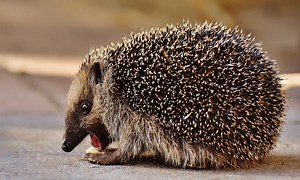 Why Do Hedgehogs Bite? - Reasons and Prevention