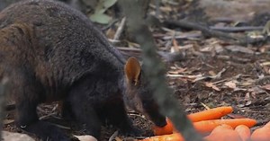 Helicopters drop food for wallabies in Australia