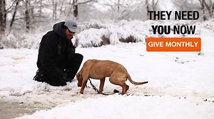 598 reactions · 125 shares | From natural disasters to heartbreaking cruelty, our fight to rescue and protect animal victims never stops. Your monthly commitment, just 63 cents a day, can help us respond to animals in crisis. Behind every life we save is an ASPCA Guardian. Join us. | ASPCA | Facebook