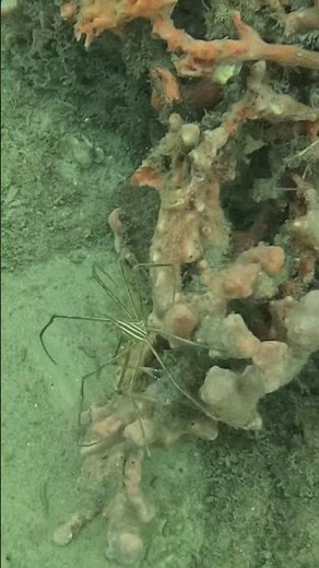 Arrow Crabs Long Legs Close Up 🦀🕷️🫧
