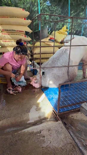 Amazing Transformation: 30-Day Pig Weight Gain Challenge! #PigGrowth #PigFeed #FarmResults