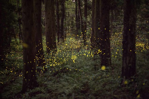 Are They Lightning Bugs Or Fireflies? Southerners Know The Answer