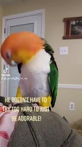 4.7K views · 1.4K reactions | Tango | A Parrot's Life For Me | Facebook