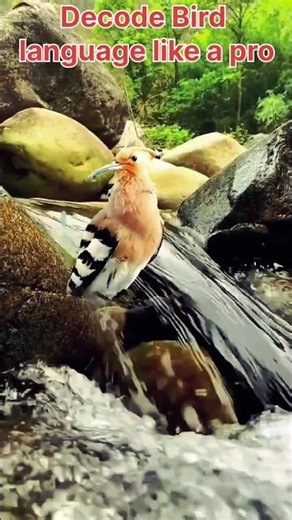 🤯 Decode Bird Songs Like a Pro! 🎶 What Are They REALLY Saying? #shorts