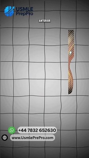 UMN vs. LMN: The Ultimate "Up/Down" Mnemonic