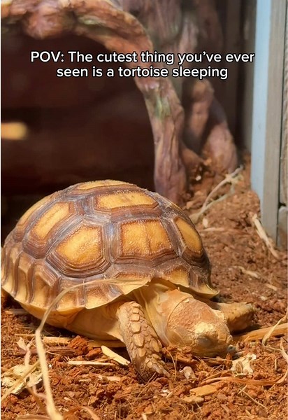 Baby Sulcata Tortoise Sleeping Cutely