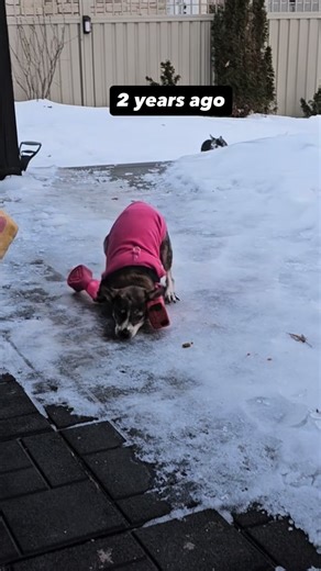 Lara Pleasence:Amira’s Mom on Instagram: "Unfortunately we can’t eliminate all the ice, since it often rains then flash freezes when the temp drops, and there is nothing we can do. But we knew this was coming so we got gas for the genny (generator) in case we lost power … last ice storm we were out for 3 days, and we were one of the lucky ones, then we staked tarps to the deck and lawn for the puppers. Thank god, cause the ice is everywhere. In the front we use salt and sand but we can’t put tha