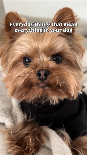The Heartfelt Bond with Yorkies