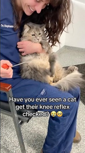 Do Cats Have Knee Reflexes? 😱