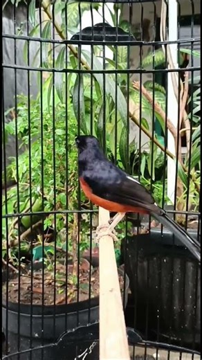 Crazy Murai Batu Singing Skills