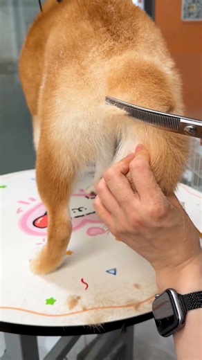 Cutest dog tail grooming you'll see today 🐕💖
