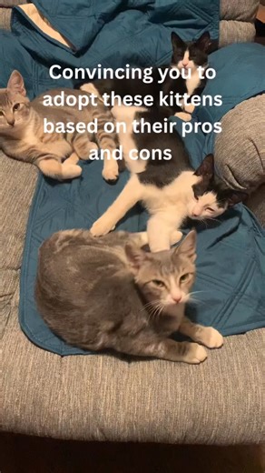 What a beautiful litter of kittens. These little cuties have grown up in foster care. They all have uniques personalities. The are cute, adventurous and very snuggly! Please visit sammiesfriends.org/pre-adoption-questionnaire or call 530- 274-1955 to schedule a meet and greet! | Sammie's Friends