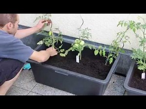 Tomatenkübel einfach und günstig selbst bauen